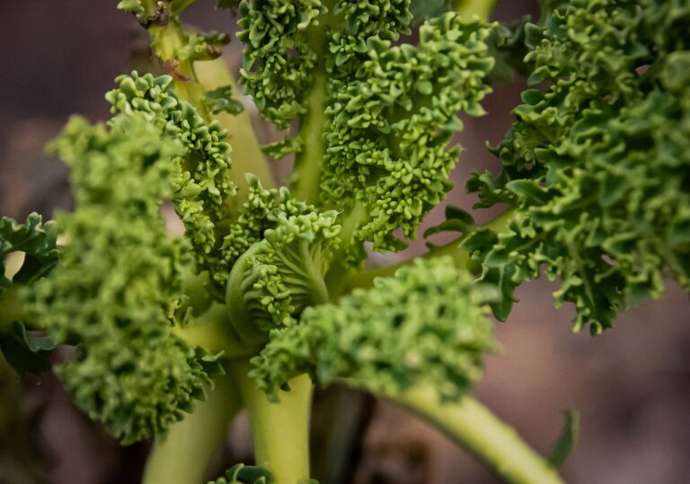 Fermentation and Urban Agriculture: Transforming Cities into Food Hubs