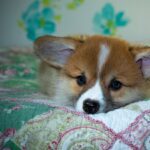 Reddybook: Revolutionizing Digital Publishing, Learning, and Community Engagement