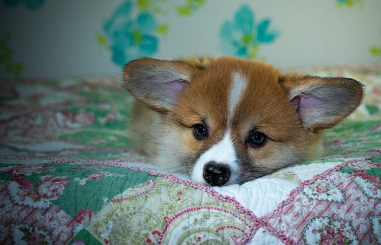 Reddybook: Revolutionizing Digital Publishing, Learning, and Community Engagement